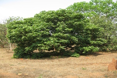 Dimocarpus longan